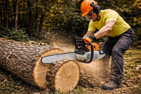 Image of Tree Trimming Austin